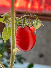 red tomato plant