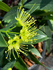 yellow flower with dew