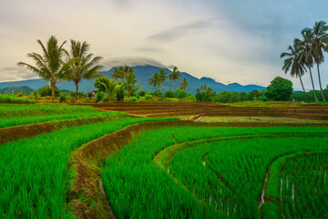 Obraz premium Beautiful morning view in Indonesia, panoramic landscape of rice fields with mountain ranges and clear sky