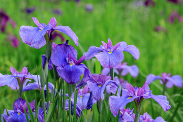 北海道苫小牧市、錦大沼ハナショウブ園で咲き誇るハナショウブ【7月】