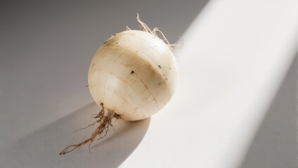 Single Turnip Root Vegetable on Gray Surface with Sunlight.