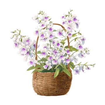 Angelonia Basket, watercolor vector, isolated on a white background.