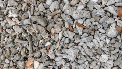 Dead Coral Reefs Washed Ashore Along the Coastline © Zulia