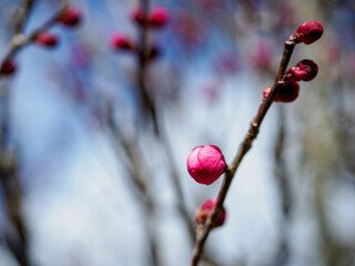 鮮やかなマゼンタ色の梅のつぼみと青空