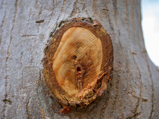 樹皮に囲まれた新鮮な木の剪定跡