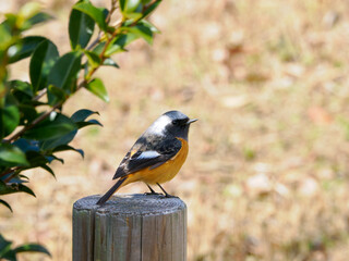愛らしい姿、杭に佇む冬のジョウビタキ