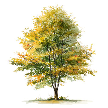 Beech Tree, watercolor drawing vector, isolated on a white background.
