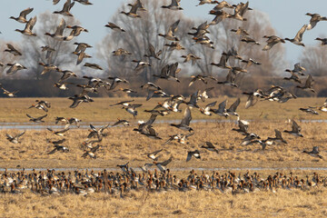 Large flock of Eurasian Wigeons (Mareca penelope) taking flight in Warta Mouth National Park, Poland. Spectacular birdwatching scenery with ducks over wetlands in winter.