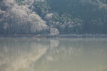 落葉し木々の幹の白さが目立つ11月中旬のダム湖畔