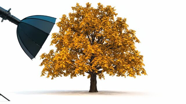 Autumn tree with golden yellow foliage stands isolated. Fall maple with orange leaf. Season nature in autumn. Tree displays fall color. Yellow maple tree in autumn season. Golden fall foliage.