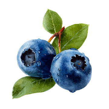 Blueberry, watercolor clipart vector, isolated on a white background.