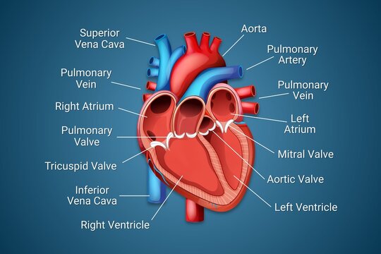 Detailed human heart anatomy illustration isolated on a dark background, with labeled structures like the aorta, ventricles, and valves. Ideal for medical presentations and educational content