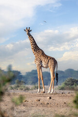 The Masai giraffe, Giraffa tippelskirchi, also spelled Maasaio giraffe, Kenya © Ji