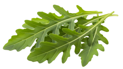 Fresh green arugula leaves isolated on transparent background