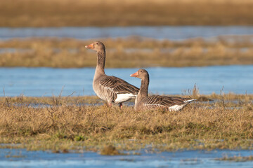A pair of greylag geese - Anser anser resting in the sun-drenched wetlands of Warta Mouth National Park, Poland. Beautiful wildlife scene in a natural marsh habitat. Perfect for nature themes. © PIOTR