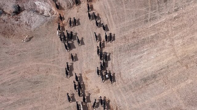 Aerial Judea Desert Goat Herd From Above Israel

Drone footage of goat herd crossing Judea Desert Israel, 31 December 2025.


