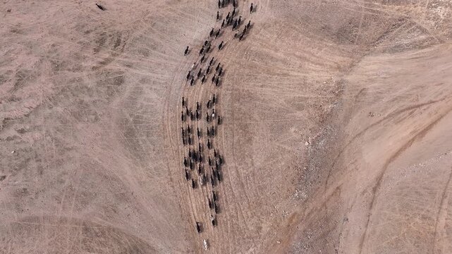 Aerial Judea Desert Goat Herd From Above Israel

Drone footage of goat herd crossing Judea Desert Israel, 31 December 2025.

