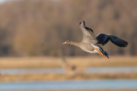 Greater White-fronted Goose - Anser albifrons in flight over wetlands, Warta Mouth National Park, Poland. Wild bird wildlife photography in natural habitat.