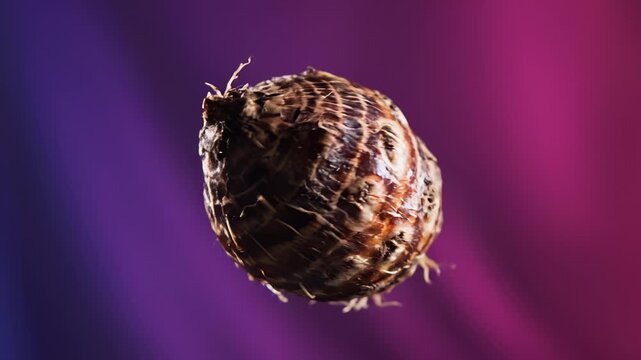 Taro Root Floating in Studio on Purple Background