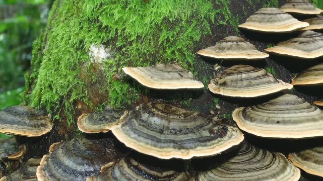 Fascinating Fungi Growing on a Tree Trunk in a Lush Tropical Rainforest Showcasing Vibrant Colors and Intricate Details