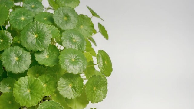 Centella asiatica plant in pot with copy space