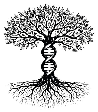 Hand drawn line art illustration of a tree with a dna helix trunk depicting ancestry and biological connection for scientific and genealogical concepts