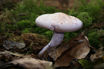 A close up low angle of a silvery violet webcap, Cortinarius alboviolaceus, type of fungi. The low angle shows the forest floor with space for copy