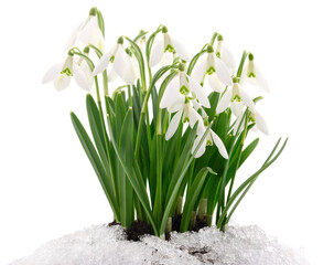 Spring snowdrops flowers Galanthus nivalis in snow isolated on white