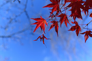 紅葉(autumn leaves in Kyoto)