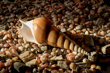 Long Spiral Conch Shell Lying on Small Pebbles and Seashells