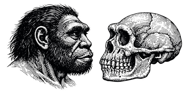 Engraved line art human evolution set featuring a neanderthal profile and an ancient hominid skull for scientific study