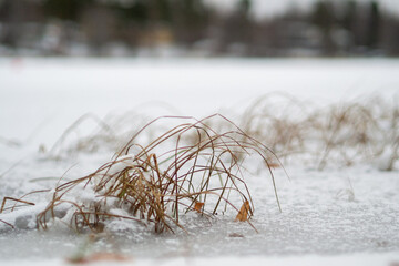 Snowy landscape with dry grass and trees in background