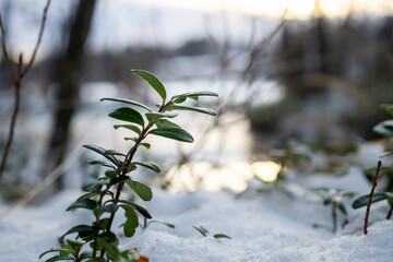Green plant growing through snow by serene lake at sunset