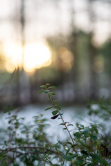 Green plant in snowy forest at sunset, serene winter landscape