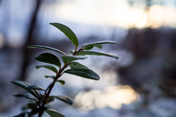 Green plant leaves in frosty winter landscape at sunset