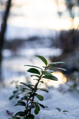 Green plant sprout in snowy landscape at sunset