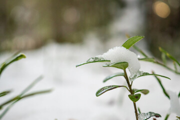 Snowy green plant in winter landscape closeup