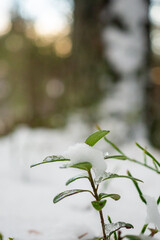 Snowy green leaves on a small plant in winter forest
