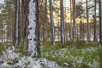 Snowy forest landscape with trees and green grass