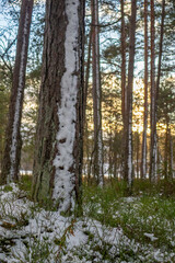 Fototapeta premium Snowy forest at sunset, trees and grass covered in snow