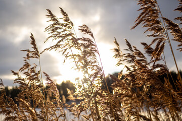 Golden grass swaying in wind at sunset