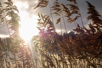 Golden reeds swaying in sunset breeze landscape