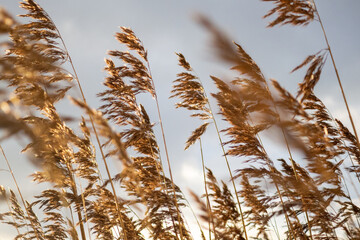 Golden wheat grass swaying in wind, serene landscape