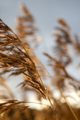 Golden wheat grass swaying in wind, serene landscape
