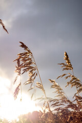 Golden grass against sunset sky