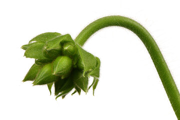 Green unopened geranium flower bud with curved stem