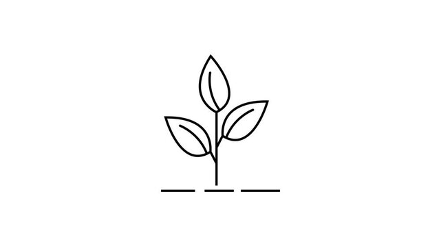 Vector illustration of a tree plant icon animation. 4K