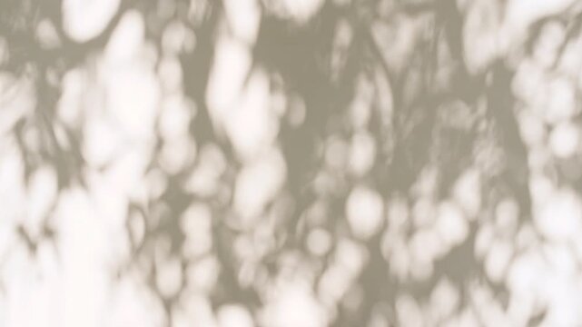 Soft light and shadows from tree branches, plant, foliage and leaves. Morning sunlight and tree shadows blowing by wind reflecting on wall. Summer concept. Product, advertising. . High quality 4k
