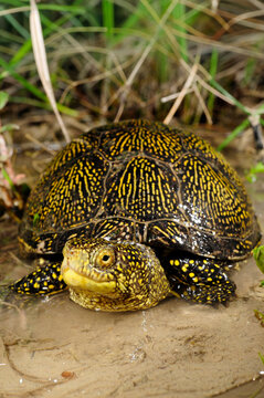 Europ&auml;ische Sumpfschildkr&ouml;te // European pond terrapin (Emys orbicularis) - Benkovac, Kroatien