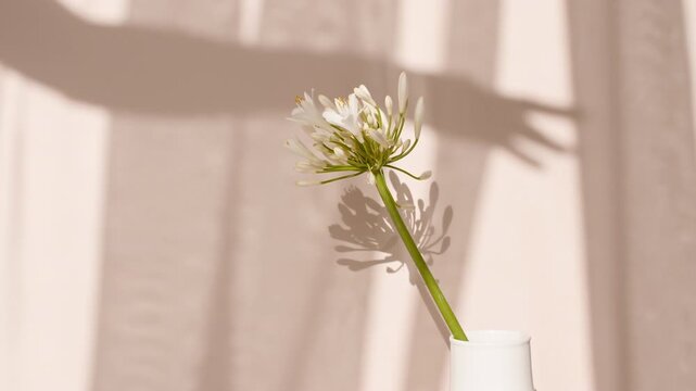 Fower stand in a vase by the window. Wind blows through the open window in the room. Waving white tulle near the window. Product presentation, mockup for advertising. High quality 4k footage